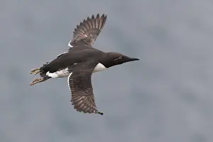 Images Dated 28th May 2016: Common Murre