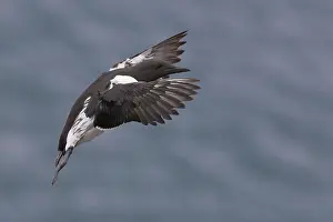 Images Dated 28th May 2016: Common Murre