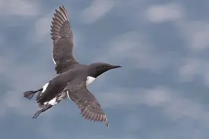Images Dated 28th May 2016: Common Murre