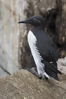 Images Dated 28th May 2016: Common Murre