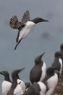 Images Dated 28th May 2016: Common Murre