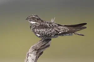Images Dated 10th July 2021: Common Nighthawk (Chordeiles minor)