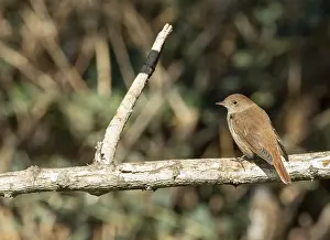 : Common Nightingale, Luscinia megarhynchos
