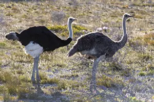 Images Dated 31st October 2019: Common Ostrich, Struthio camelus