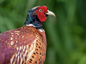 Images Dated 17th August 2020: Common Pheasant, Phasianus colchicus