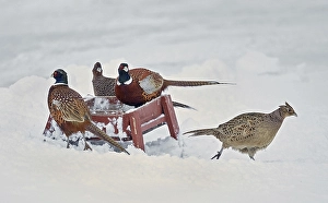 Images Dated 28th January 2015: Common Pheasant, Phasianus colchicus
