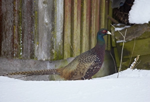 Images Dated 28th January 2015: Common Pheasant, Phasianus colchicus
