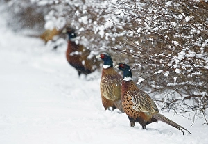 Images Dated 28th January 2015: Common Pheasant, Phasianus colchicus