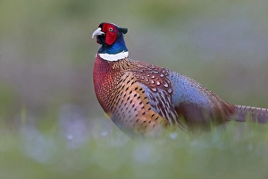 Images Dated 15th March 2021: Common Pheasant, Phasianus colchicus