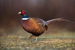 Spectacular Prints: Common Pheasant, Phasianus colchicus