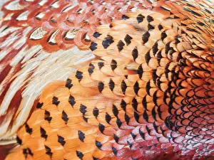 Images Dated 12th May 2019: Common Pheasant, Phasianus colchicus