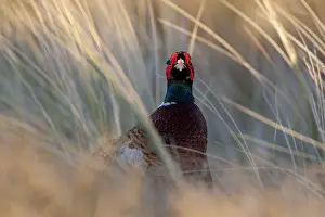 Colchicus Prints: Common Pheasant, Phasianus colchicus