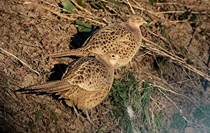 Images Dated 13th February 2021: Common Pheasant, Phasianus colchicus