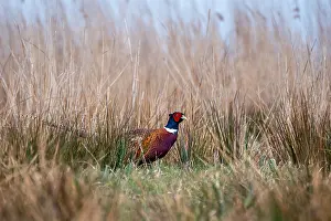 Images Dated 19th April 2021: Common, Pheasant; Phasianus colchicus