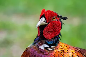 Images Dated 29th June 2020: Common, Pheasant; Phasianus colchicus