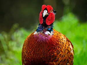 Images Dated 29th June 2020: Common, Pheasant; Phasianus colchicus