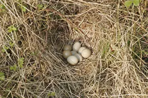 Eggs Prints: Common Pheasant, Phasianus colchicus