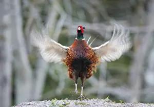 Colchicus Prints: Common Pheasant, Phasianus colchicus