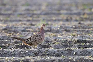 Plowed Prints: Common Pheasant, Phasianus colchicus
