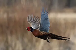 Gamefowl Prints: Common Pheasant, Phasianus colchicus