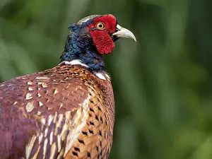 Images Dated 29th June 2020: Common Pheasant, Phasianus colchicus
