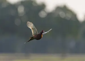 Images Dated 6th October 2023: Common Pheasant;Phasianus colchicus
