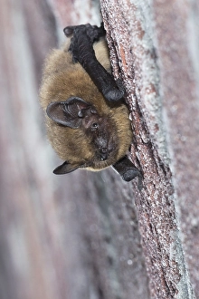 Images Dated 10th May 2023: Common pipistrelle, Pipistrellus pipistrellus