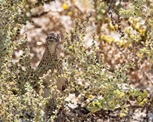 2023 Prints: Common Quail, Coturnix coturnix