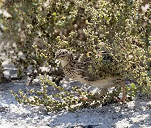 2023 Prints: Common Quail, Coturnix coturnix