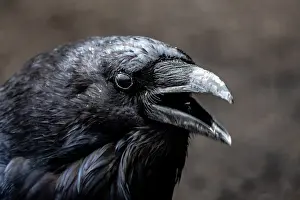 Images Dated 11th March 2020: Common Raven; Corvus corax