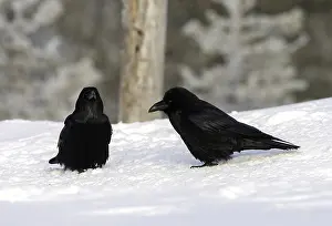 2008 Prints: Common Raven, Corvus corax