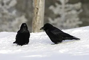 2008 Prints: Common Raven, Corvus corax