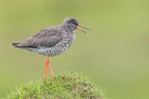 Song Prints: Common Redshank