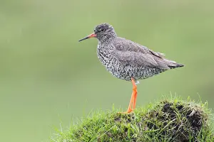 Images Dated 2nd June 2017: Common Redshank
