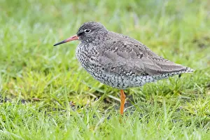 Images Dated 1st June 2017: Common Redshank