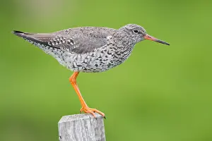 Images Dated 1st June 2017: Common Redshank