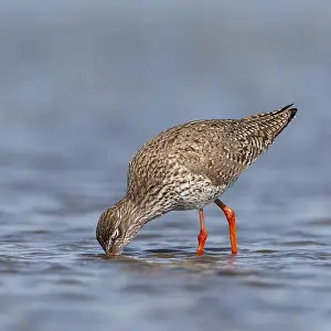 Images Dated 19th April 2014: Common Redshank, Tringa totanus