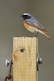Muscicapidae Prints: Common Redstart