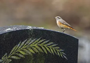 Images Dated 12th October 2007: Common Redstart, Phoenicurus phoenicurus
