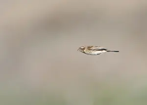 Schoeniclus Prints: Common Reed Bunting;Emberiza schoeniclus