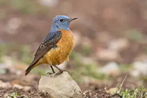 Muscicapidi Prints: Common Rock Thrush