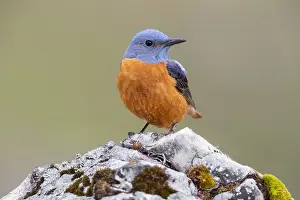 Images Dated 5th June 2020: Common Rock Thrush, Monticola saxatilis