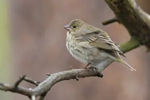 Rosefinch Prints: Common Rosefinch