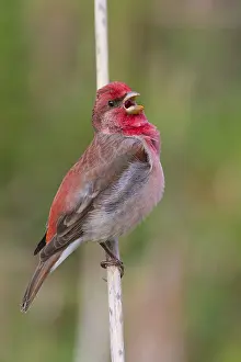 Rosefinch Prints: Common Rosefinch