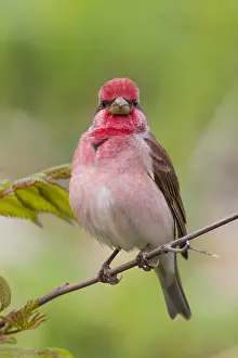 Rosefinch Prints: Common Rosefinch