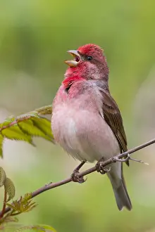 Rosefinch Prints: Common Rosefinch