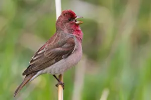 Rosefinch Prints: Common Rosefinch