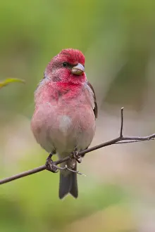Rosefinch Prints: Common Rosefinch