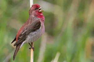 Rosefinch Prints: Common Rosefinch