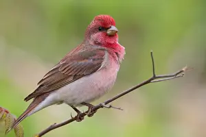 Rosefinch Prints: Common Rosefinch